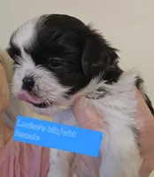 Louise's Black & White Female, a female Shih Tzu for sale in Salisbury, NC – Photo 2 of 9