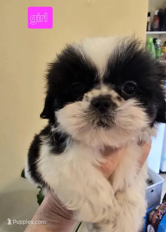Louise's Black & White Female – Shih Tzu puppy for sale in Salisbury, NC