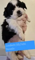 Louise's Black & White Female, a female Shih Tzu for sale in Salisbury, NC – Photo 7 of 9