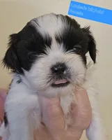 Louise's Black & White Female, a female Shih Tzu for sale in Salisbury, NC – Photo 1 of 9