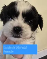 Louise's Black & White Female, a female Shih Tzu for sale in Salisbury, NC – Photo 4 of 9