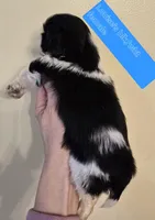 Louise's Black & White Female, a female Shih Tzu for sale in Salisbury, NC – Photo 8 of 9