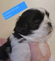 Louise's Black & White Female, a female Shih Tzu for sale in Salisbury, NC – Photo 3 of 9