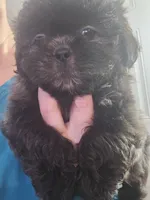 Female Black #2, a female Shih Tzu for sale in Salisbury, NC – Photo 3 of 10