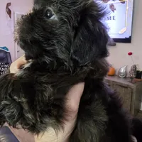 Female Black #2, a female Shih Tzu for sale in Salisbury, NC – Photo 9 of 10