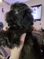 Female Black #2, a female Shih Tzu for sale in Salisbury, NC – Photo 9 of 10