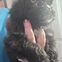 Female Black #2, a female Shih Tzu for sale in Salisbury, NC – Photo 7 of 10