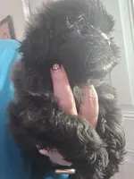 Female Black #2, a female Shih Tzu for sale in Salisbury, NC – Photo 7 of 10