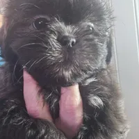 Female Black #2, a female Shih Tzu for sale in Salisbury, NC – Photo 5 of 10