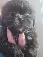 Female Black #2, a female Shih Tzu for sale in Salisbury, NC – Photo 5 of 10