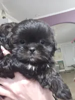 Female Black #2, a female Shih Tzu for sale in Salisbury, NC – Photo 2 of 10