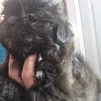 Female Black #2, a female Shih Tzu for sale in Salisbury, NC – Photo 8 of 10