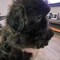 Female Black #2, a female Shih Tzu for sale in Salisbury, NC – Photo 10 of 10