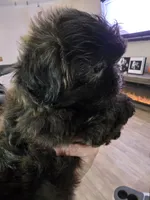 Female Black #2, a female Shih Tzu for sale in Salisbury, NC – Photo 10 of 10