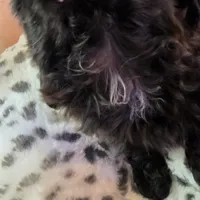 Female Black #2, a female Shih Tzu for sale in Salisbury, NC – Photo 6 of 10