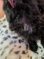 Female Black #2, a female Shih Tzu for sale in Salisbury, NC – Photo 6 of 10