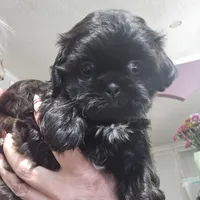 Female Black #2, a female Shih Tzu for sale in Salisbury, NC – Photo 1 of 10