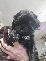 Female Black #2, a female Shih Tzu for sale in Salisbury, NC – Photo 1 of 10