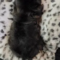 Female Black #2, a female Shih Tzu for sale in Salisbury, NC – Photo 4 of 10