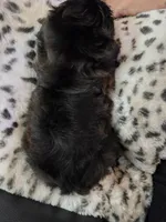 Female Black #2, a female Shih Tzu for sale in Salisbury, NC – Photo 4 of 10