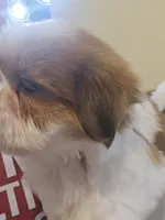 Red & White Female, a female Shih Tzu for sale in Salisbury, NC – 10 of 10
