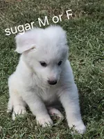 Sassy pants , a female Great Pyrenees and Siberian Husky for sale in Salisbury, NC – 3 of 4