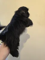 Black W/ white markings male , a male Shih Tzu for sale in Salisbury, NC – 7 of 10