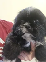 Black W/ white markings male , a male Shih Tzu for sale in Salisbury, NC – 9 of 10