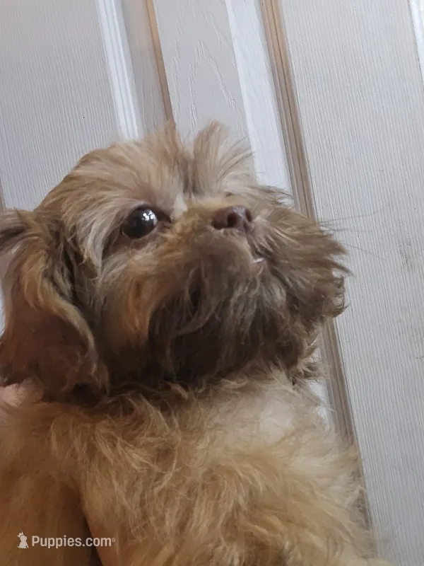 Liver Male – Shih Tzu puppy for sale in Salisbury, NC