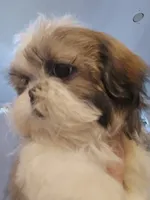 Tri Color Female, a female Shih Tzu for sale in Salisbury, NC – 3 of 10