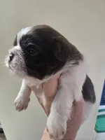 Liver & white male, a male Shih Tzu for sale in Salisbury, NC – 7 of 9