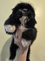 Black W/ white markings male , a male Shih Tzu for sale in Salisbury, NC – 10 of 10