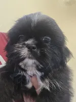 Black W/ white markings male , a male Shih Tzu for sale in Salisbury, NC – 8 of 10