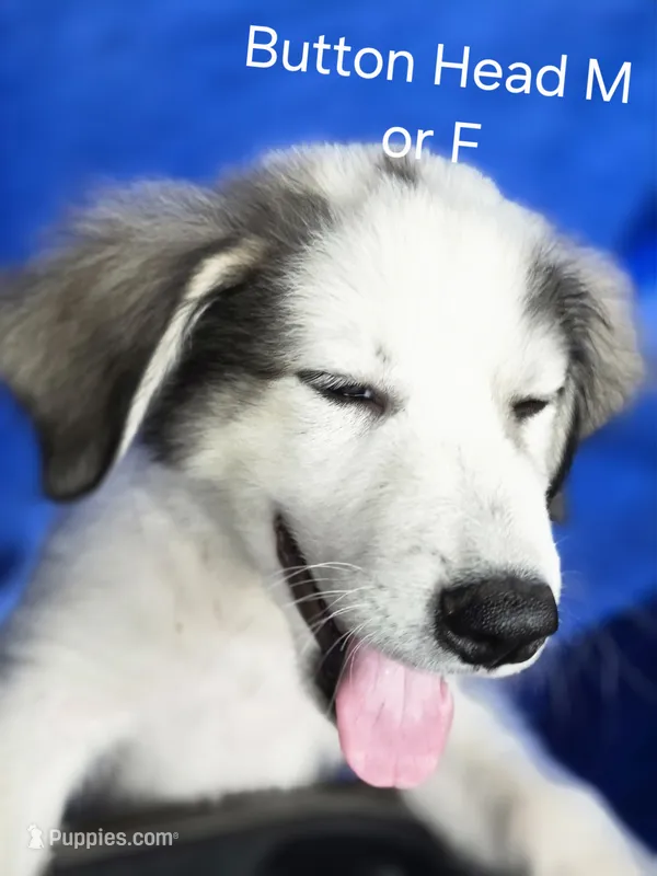 Button head female  – Great Pyrenees, Alaskan Husky puppy for sale in Salisbury, NC