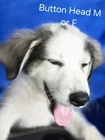 Button head female , a female Great Pyrenees and Alaskan Husky for sale in Salisbury, NC – 1 of 1