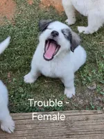 Trouble , a female Great Pyrenees and Siberian Husky for sale in Salisbury, NC – 2 of 4
