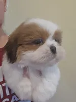 Red & White Female, a female Shih Tzu for sale in Salisbury, NC – 2 of 10