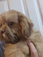 Liver Male, a male Shih Tzu for sale in Salisbury, NC – 3 of 8