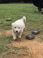 Sassy pants , a female Great Pyrenees and Siberian Husky for sale in Salisbury, NC – 4 of 4