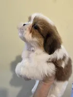 Red & White Female, a female Shih Tzu for sale in Salisbury, NC – 7 of 10