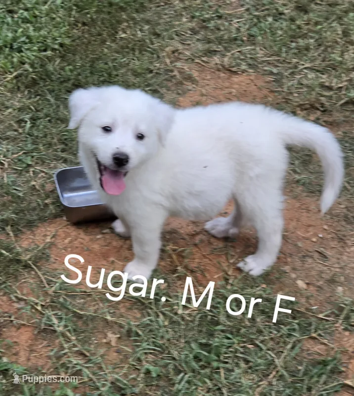 White male – Great Pyrenees, Alaskan Husky puppy for sale in Salisbury, NC
