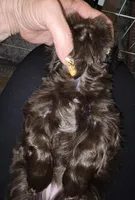 Deep Liver Female, a female Shih Tzu for sale in Salisbury, NC – Photo 5 of 5