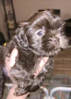 Deep Liver Female, a female Shih Tzu for sale in Salisbury, NC – Photo 1 of 5