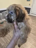 Liver Male, a male Shih Tzu for sale in Salisbury, NC – 7 of 8