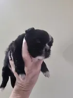 Black & white male , a male Shih Tzu for sale in Salisbury, NC – 4 of 10