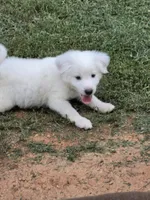 White female , a female Great Pyrenees and Siberian Husky for sale in Salisbury, NC – 4 of 5