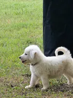 White female , a female Great Pyrenees and Siberian Husky for sale in Salisbury, NC – 2 of 5