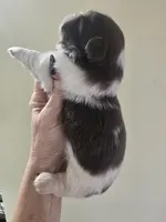 Liver & white male, a male Shih Tzu for sale in Salisbury, NC – 8 of 9