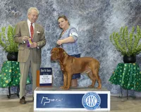 CH Snoop Dogue, a male Dogue de Bordeaux for sale in Troy, NC – 3 of 7