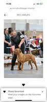 CH Snoop Dogue, a male Dogue de Bordeaux for sale in Troy, NC – 6 of 7